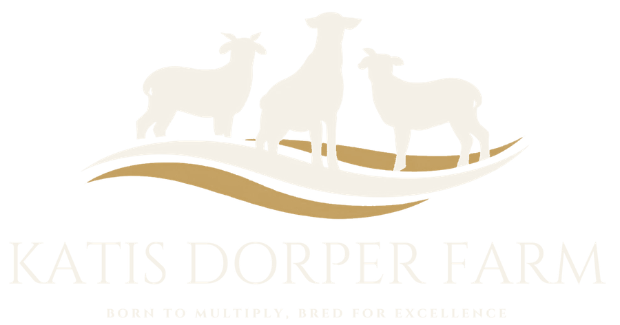 Katis Dorper Farm. Born to multiply, bred for excellence.